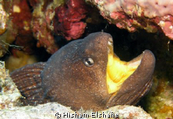 Yellow mouth Moray by Hisham Elshafie 